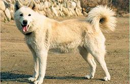 狼狗最新爆料网站下载安装