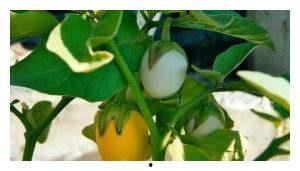 甜瓜最新版本爆料视频,亮点功能抢先看，带你领略全新体验  第2张