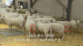育肥羊爆料视频大全最新,最新爆料视频大全深度解析