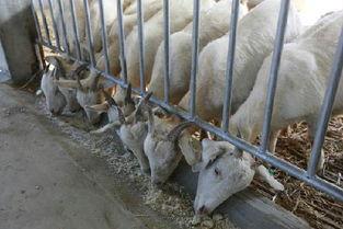 育肥羊爆料视频大全最新,最新爆料视频大全深度解析  第2张