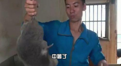 大岭山光头哥爆料视频最新,揭秘事件背后惊人真相 第3张 大岭山光头哥爆料视频最新,揭秘事件背后惊人真相 第3张