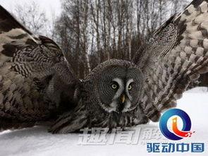 最新进化后动物大爆料,揭秘动物界最新进化奇观  第2张