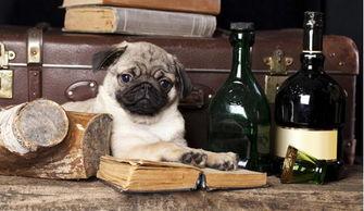 巴哥最新爆料事件视频  第2张