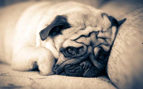 巴哥最新爆料事件视频  第3张