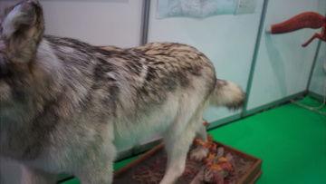 狗狗最新爆料视频下载,萌宠日常大曝光! 第3张 狗狗最新爆料视频下载,萌宠日常大曝光! 第3张