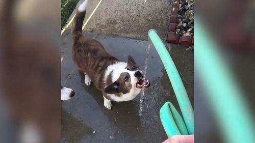 最新台湾狗崽爆料视频播放,揭秘幕后真相