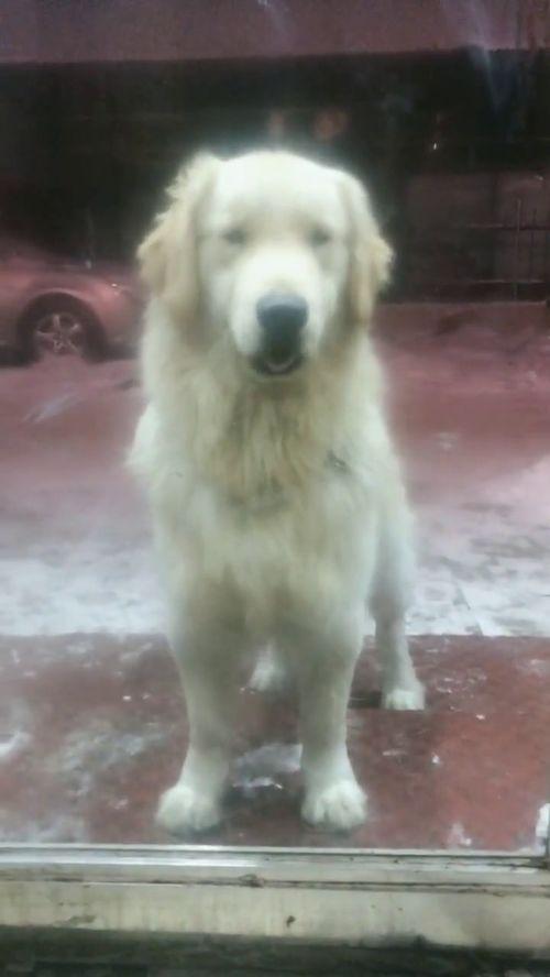 最新台湾狗崽爆料视频播放,揭秘幕后真相  第3张