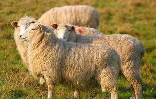 羊了个羊娱乐最新爆料,揭秘游戏背后的秘密与惊喜 第2张 羊了个羊娱乐最新爆料,揭秘游戏背后的秘密与惊喜 第2张